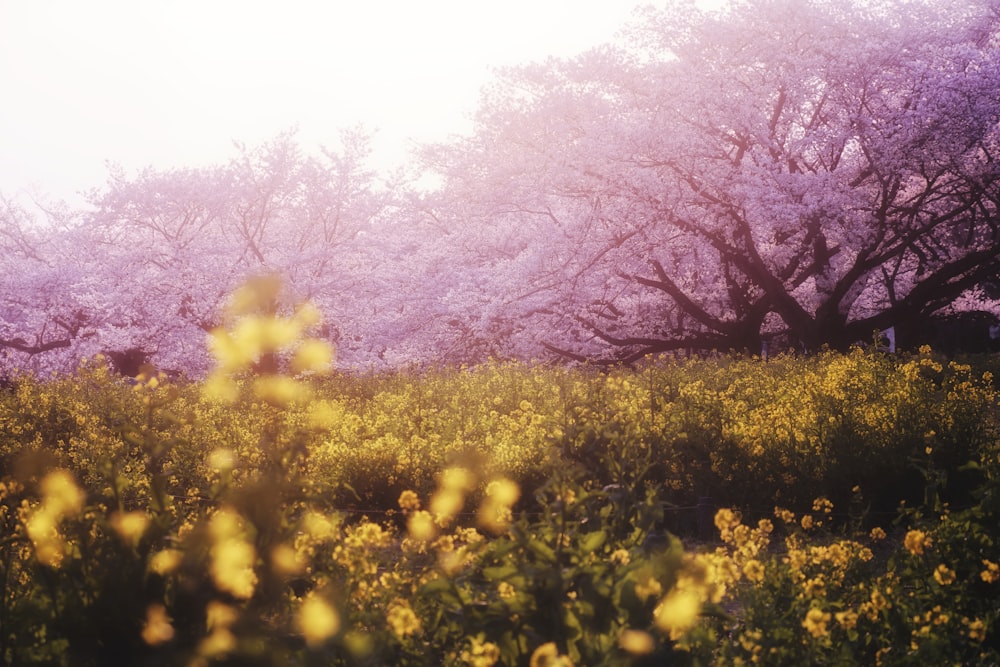 a field full of yellow flowers and trees