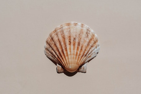a sea shell is seen from above on a beige background
