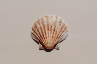 a sea shell is seen from above on a beige background