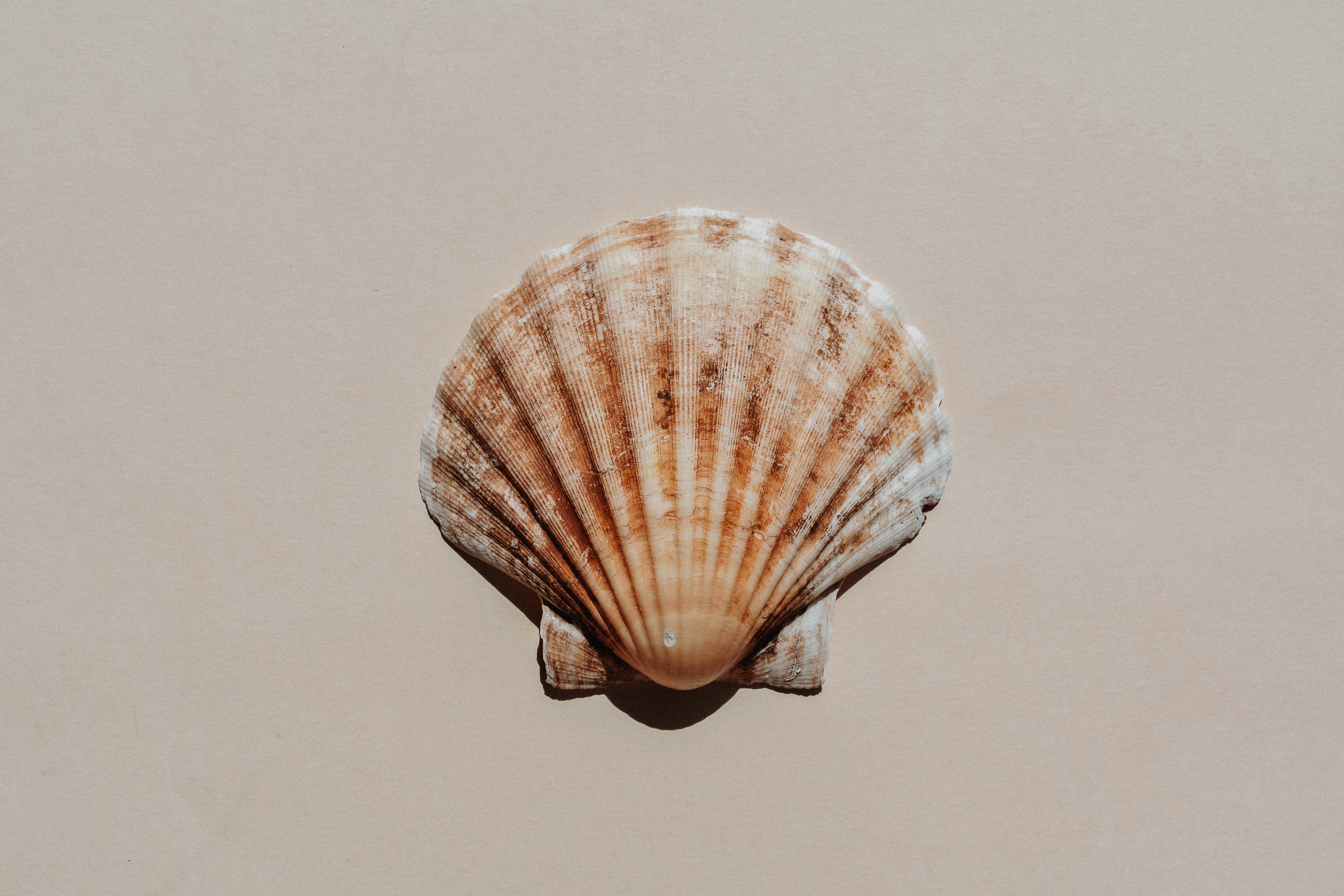 Snag more FREE stock photos each month 👉 https://contentpixie.com/secret-snaps/