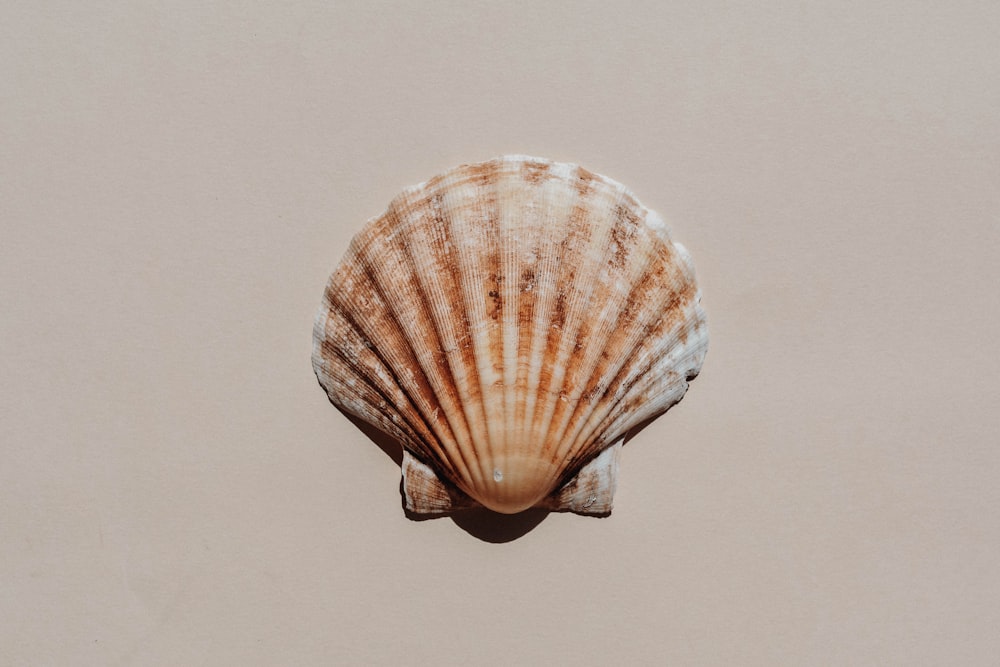 Una concha marina se ve desde arriba sobre un fondo beige