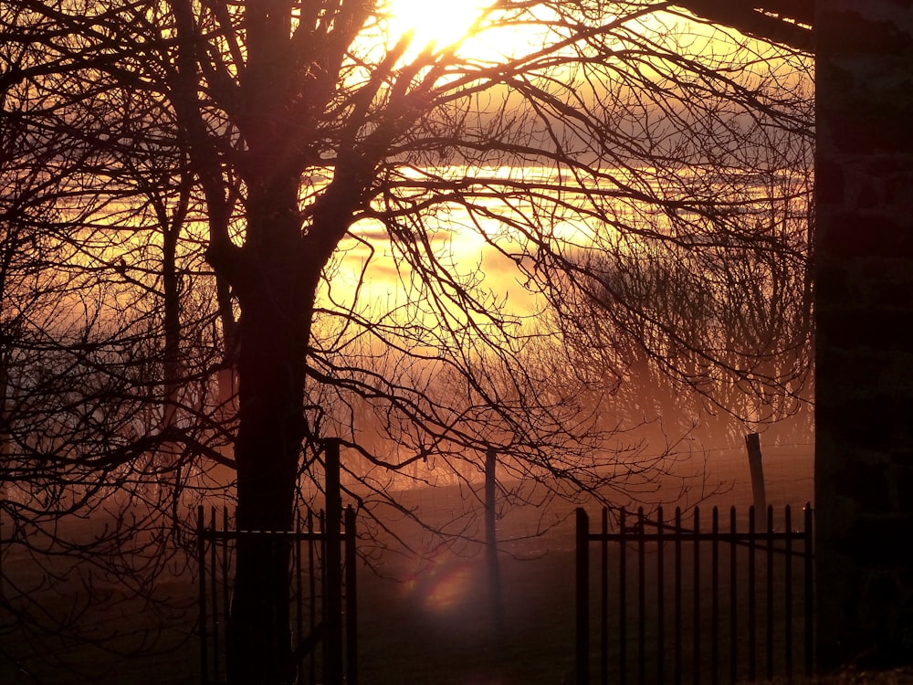 the sun is setting behind a tree and fence