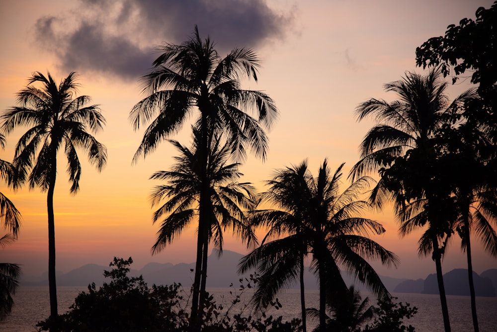 a sunset with palm trees and mountains in the background