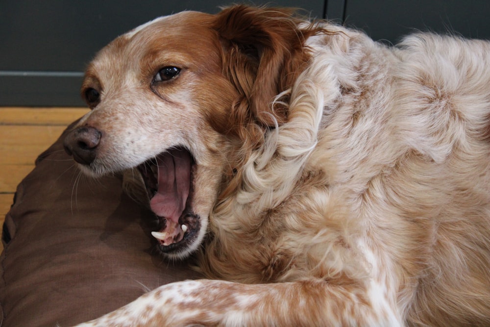 a dog yawns while laying on a pillow