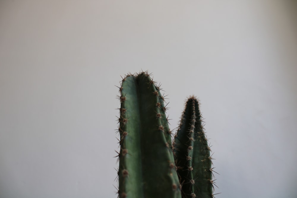 a close up of a cactus with a white wall in the background