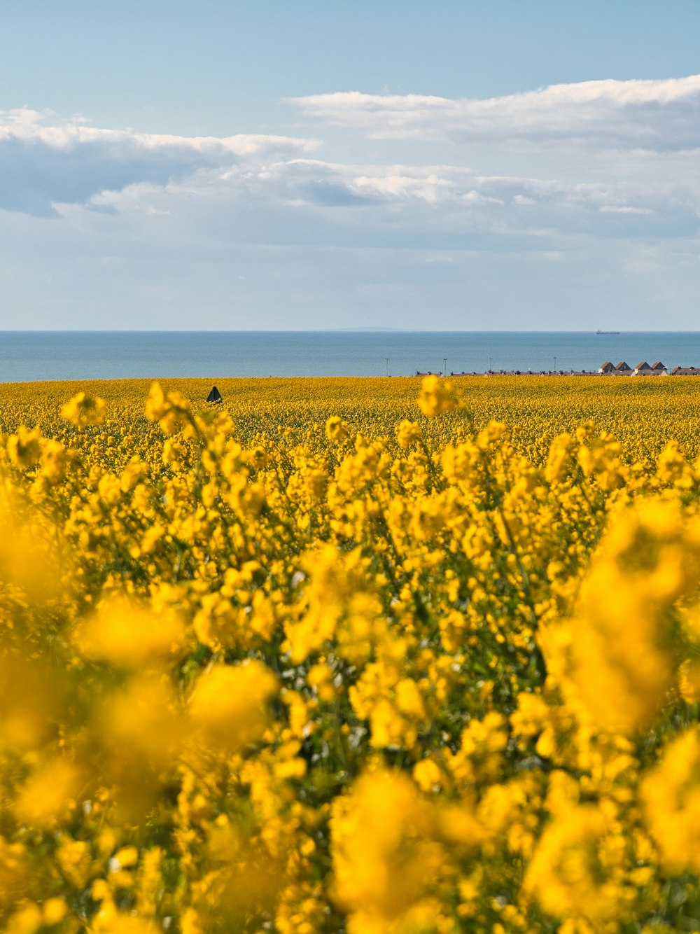 a field full of yellow flowers with the ocean in the background