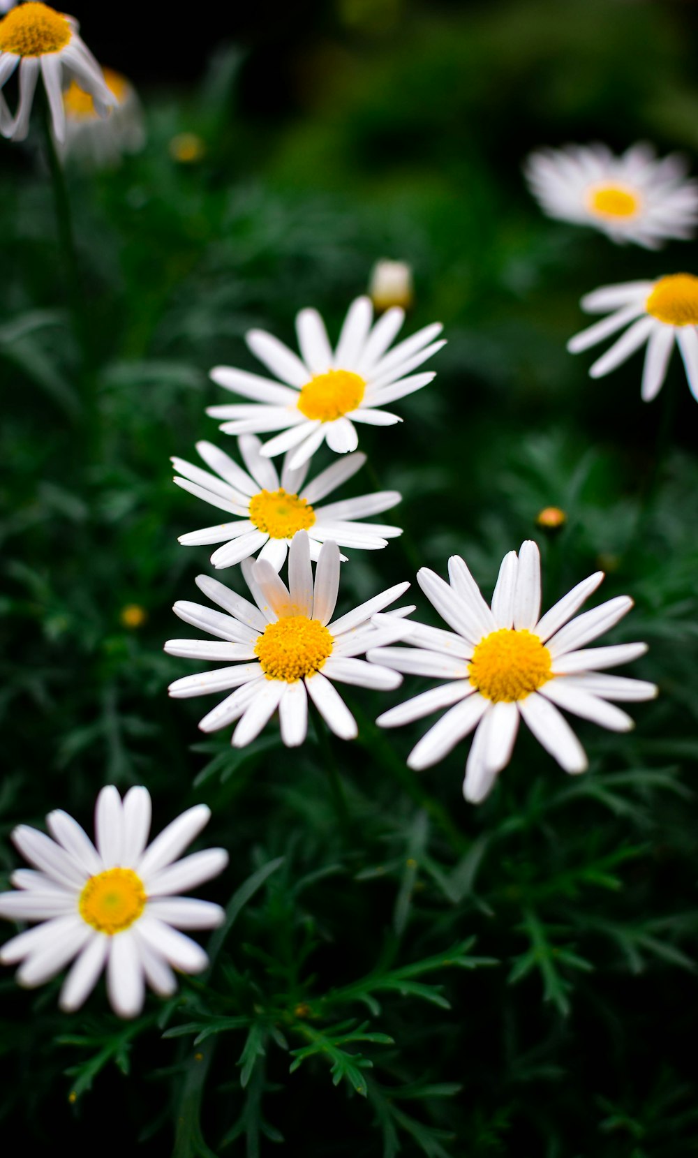 a bunch of white and yellow flowers in a field