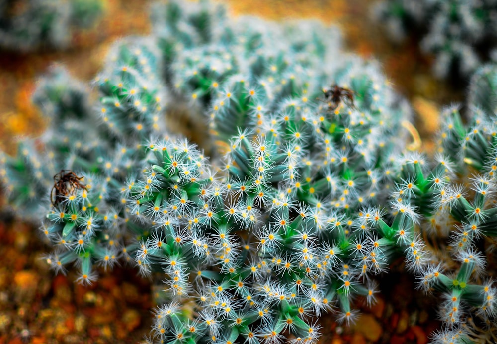 Un primer plano de una pequeña planta de cactus