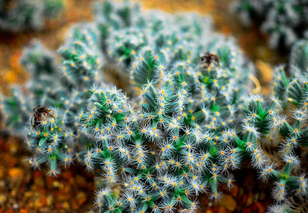 a close up of a small cactus plant