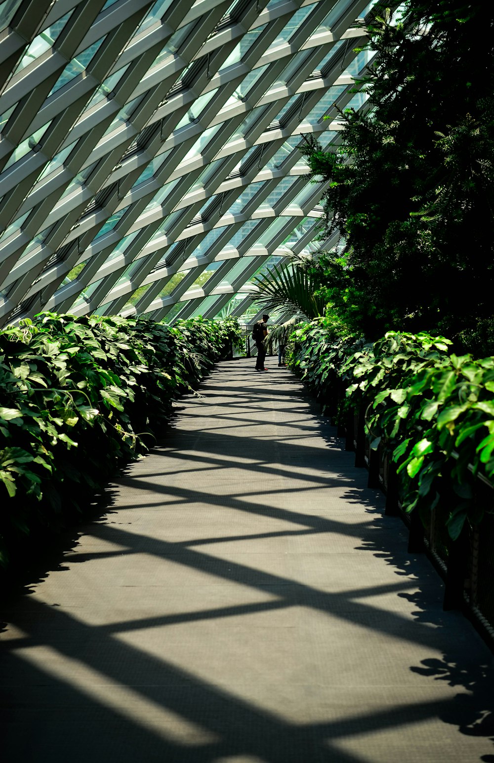 a walkway in a large building with lots of plants