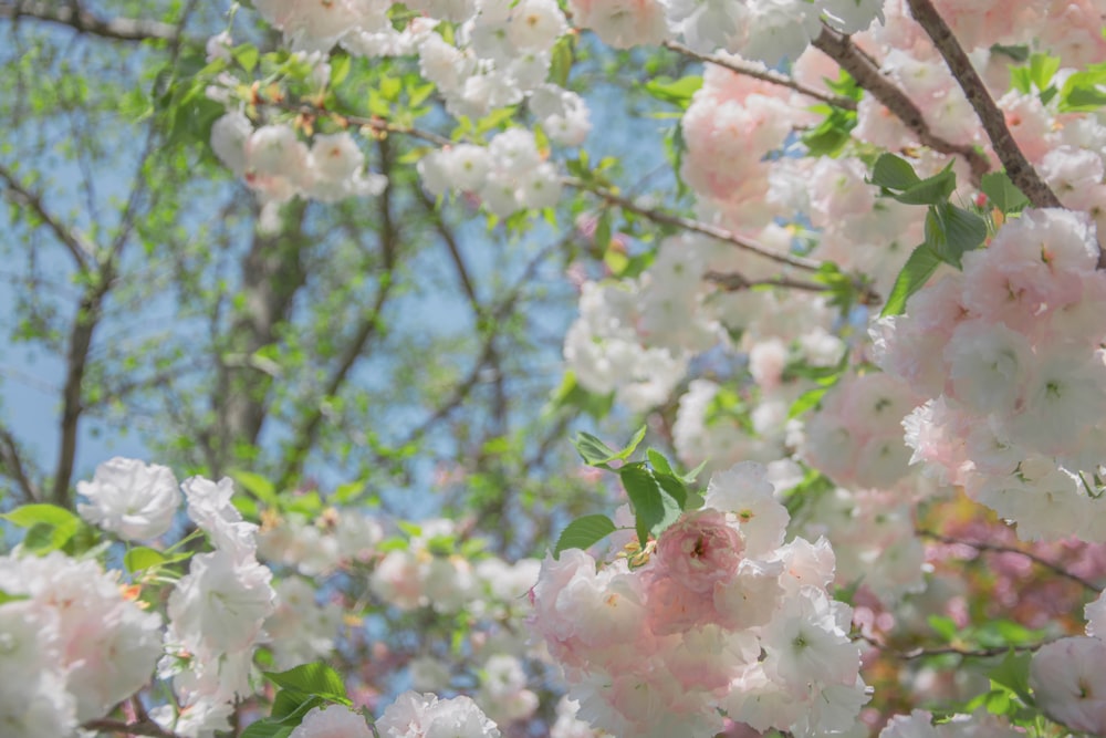 a bunch of white and pink flowers on a tree