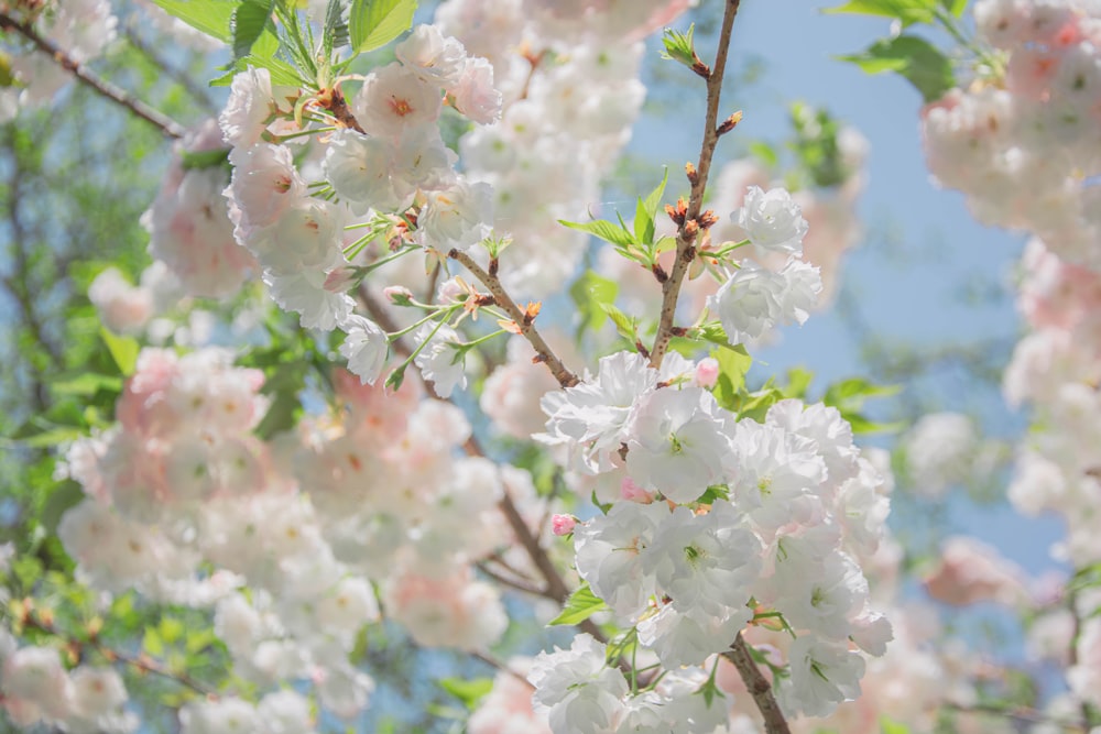 a bunch of white flowers on a tree