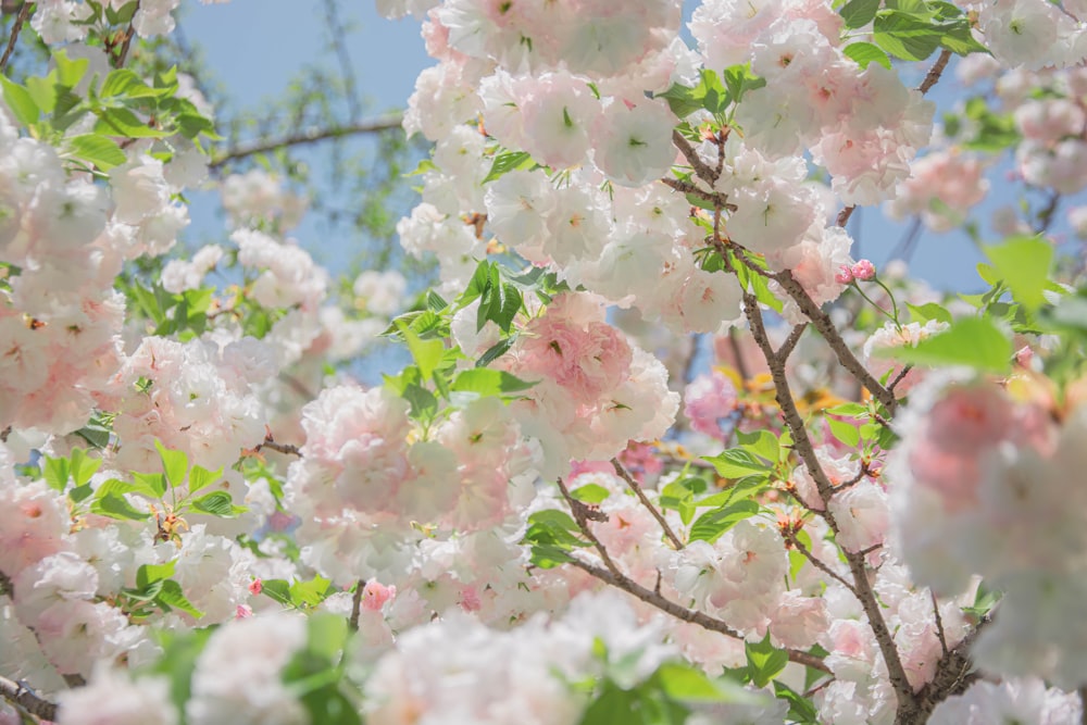 a tree filled with lots of white and pink flowers