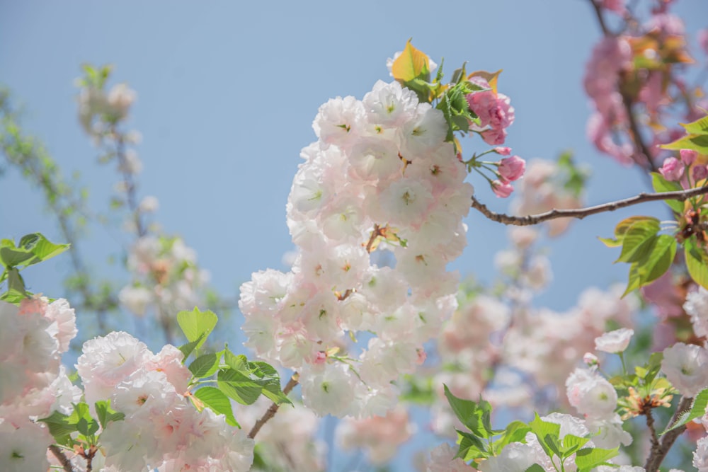 a bunch of flowers that are on a tree