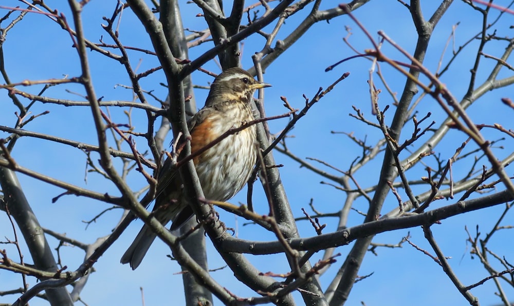 a bird is sitting in a bare tree