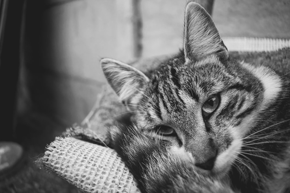 a black and white photo of a cat laying on a couch