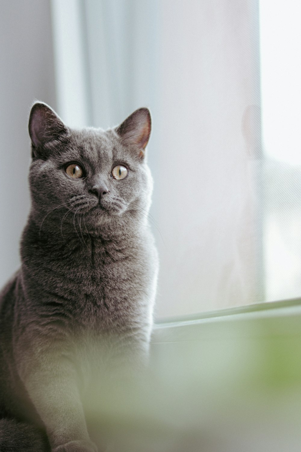 a gray cat sitting on top of a window sill