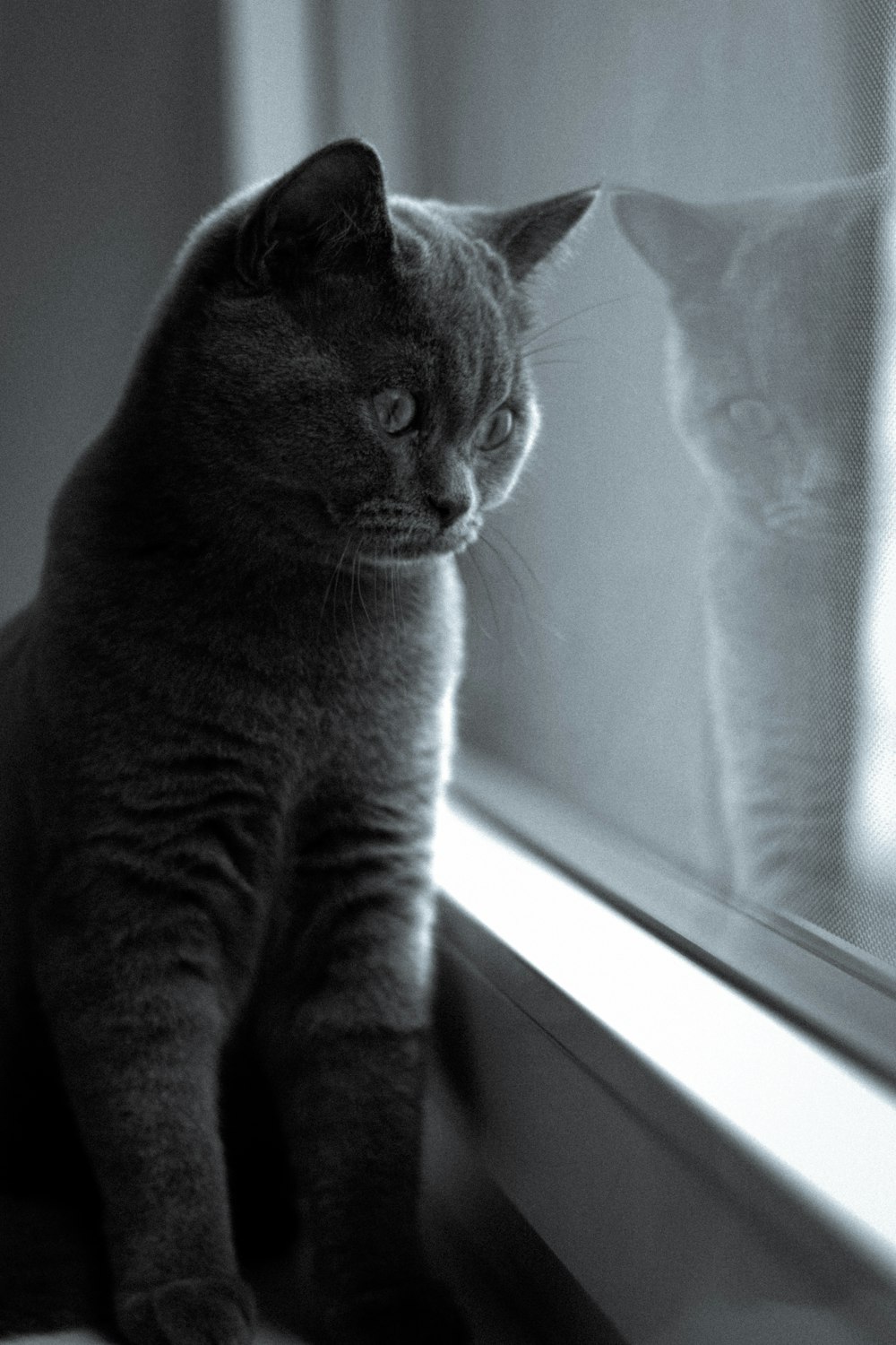 a black and white photo of two cats looking out a window