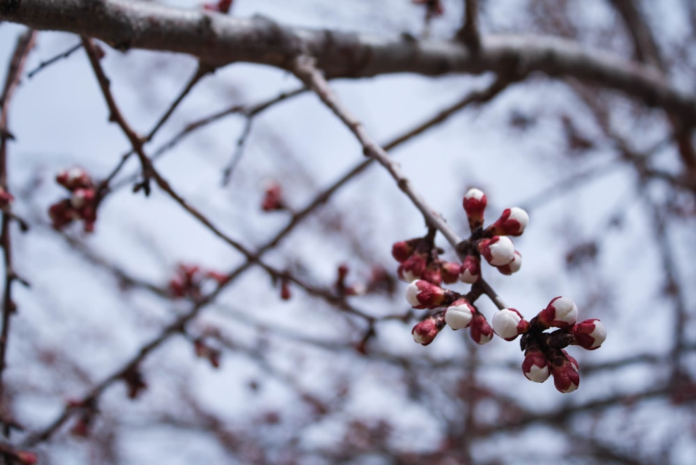 a branch with white and red flowers on it