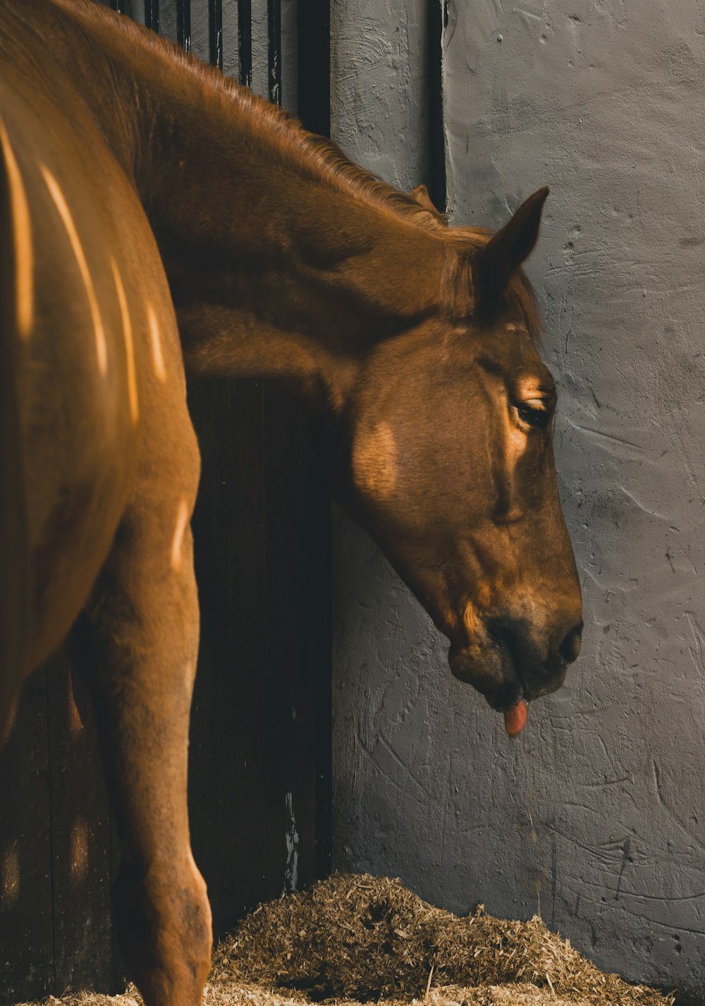 a horse sticking its head out of a stall