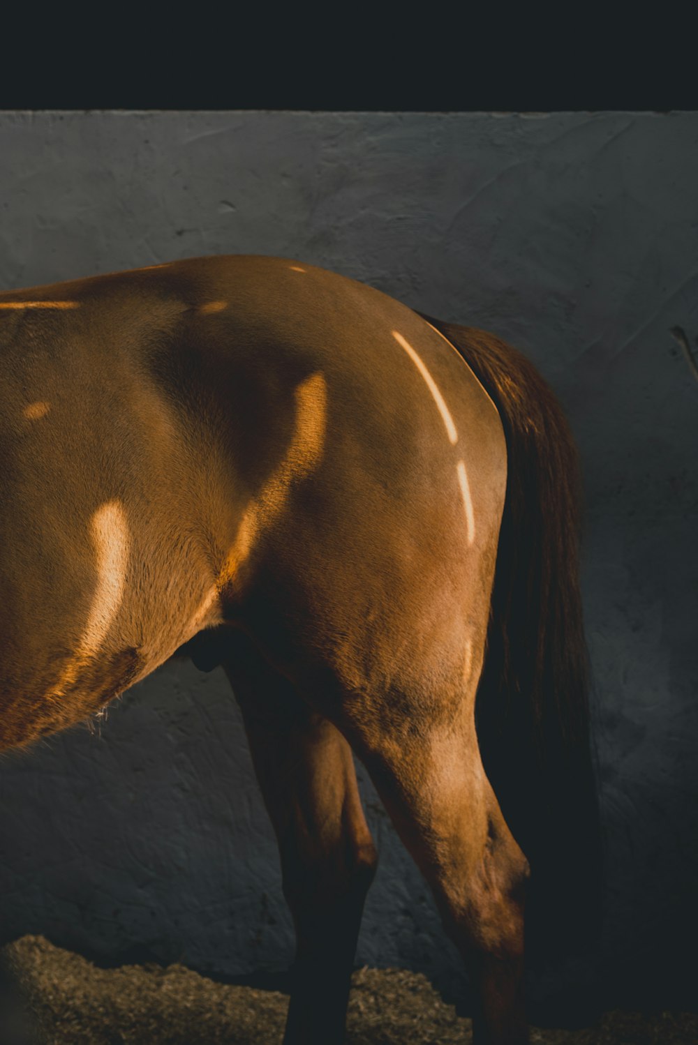 a brown horse standing next to a white wall