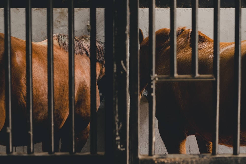 a couple of brown horses standing next to each other