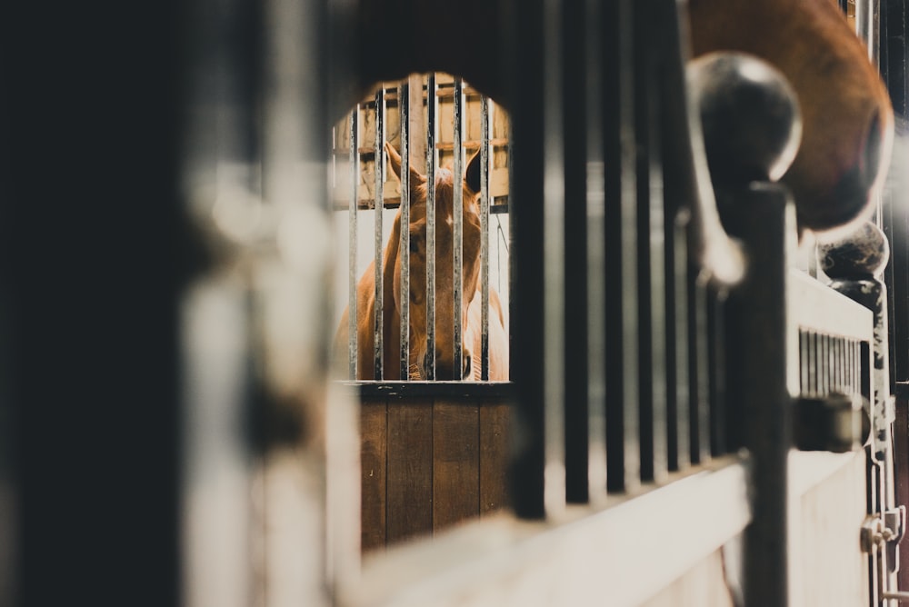 a horse in a cage looking through the bars