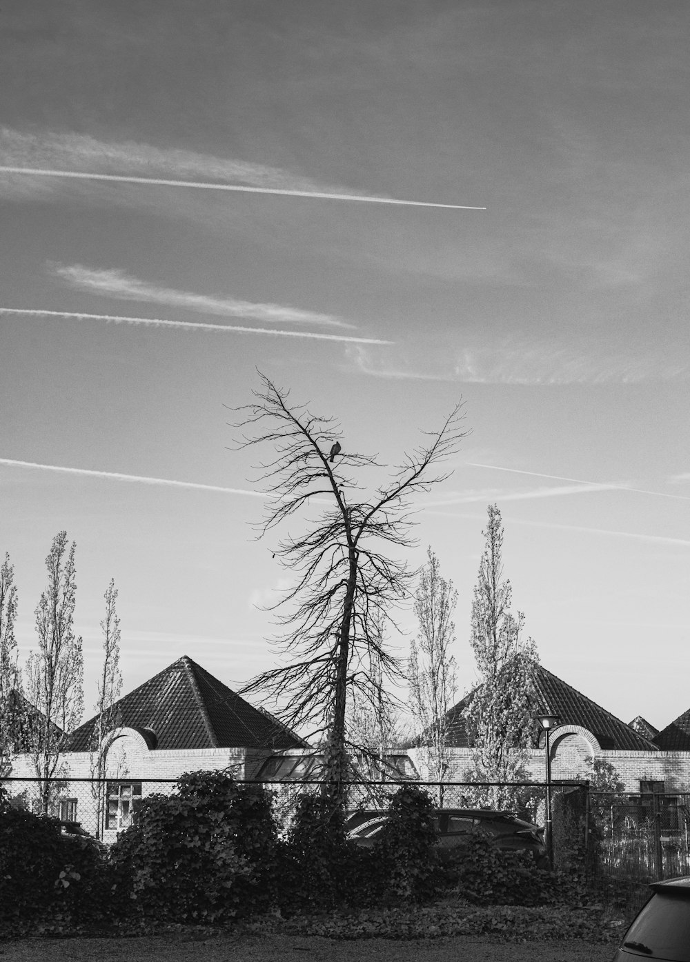 a black and white photo of a tree in front of a house