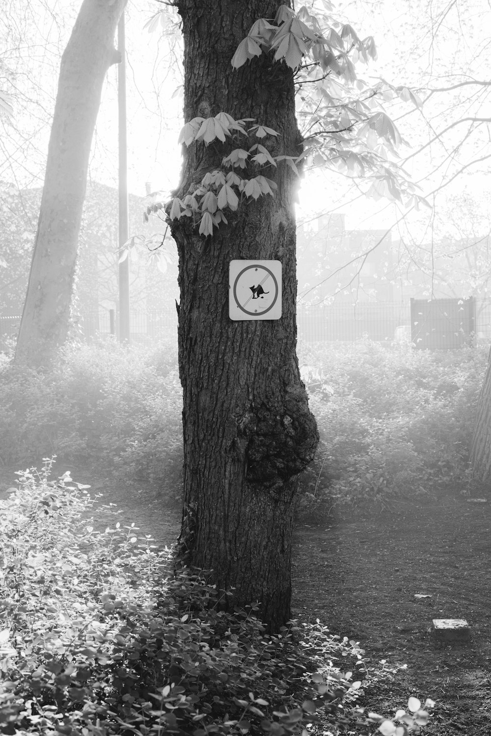 a black and white photo of a tree with a sign on it