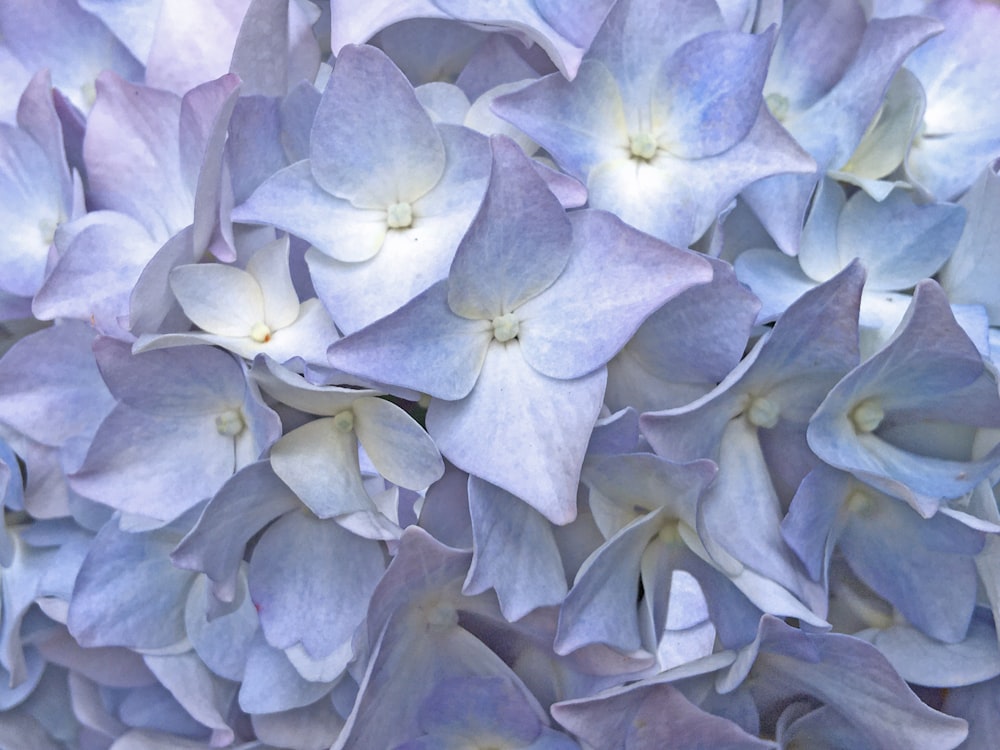 a close up of a bunch of blue flowers