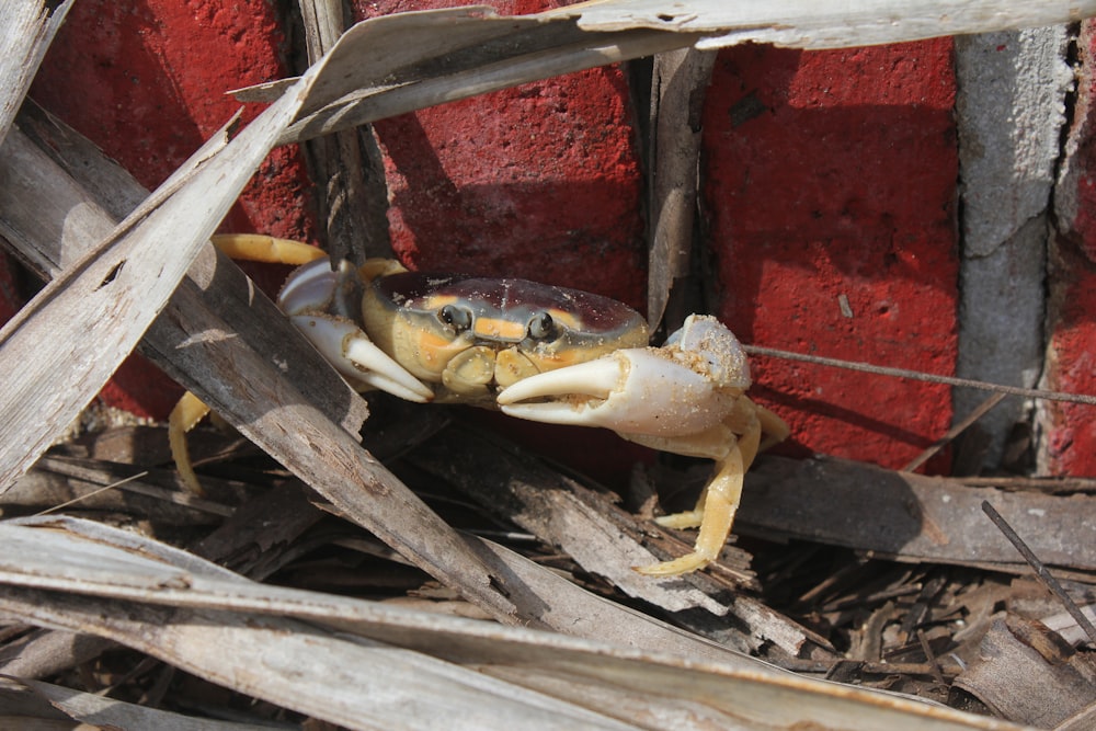 a crab crawling on the ground in front of a red brick wall