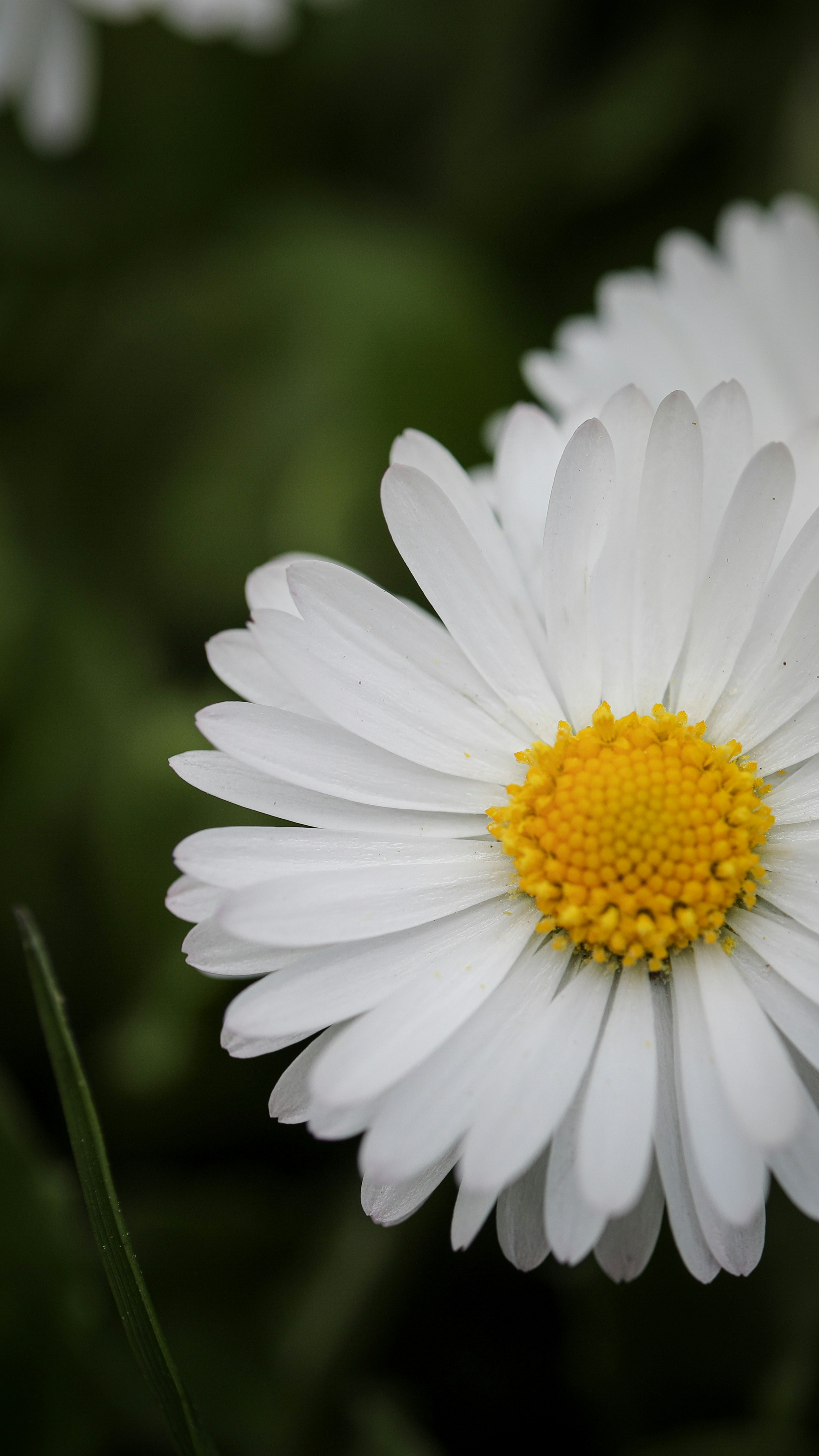 Photo by ovidiugruescu