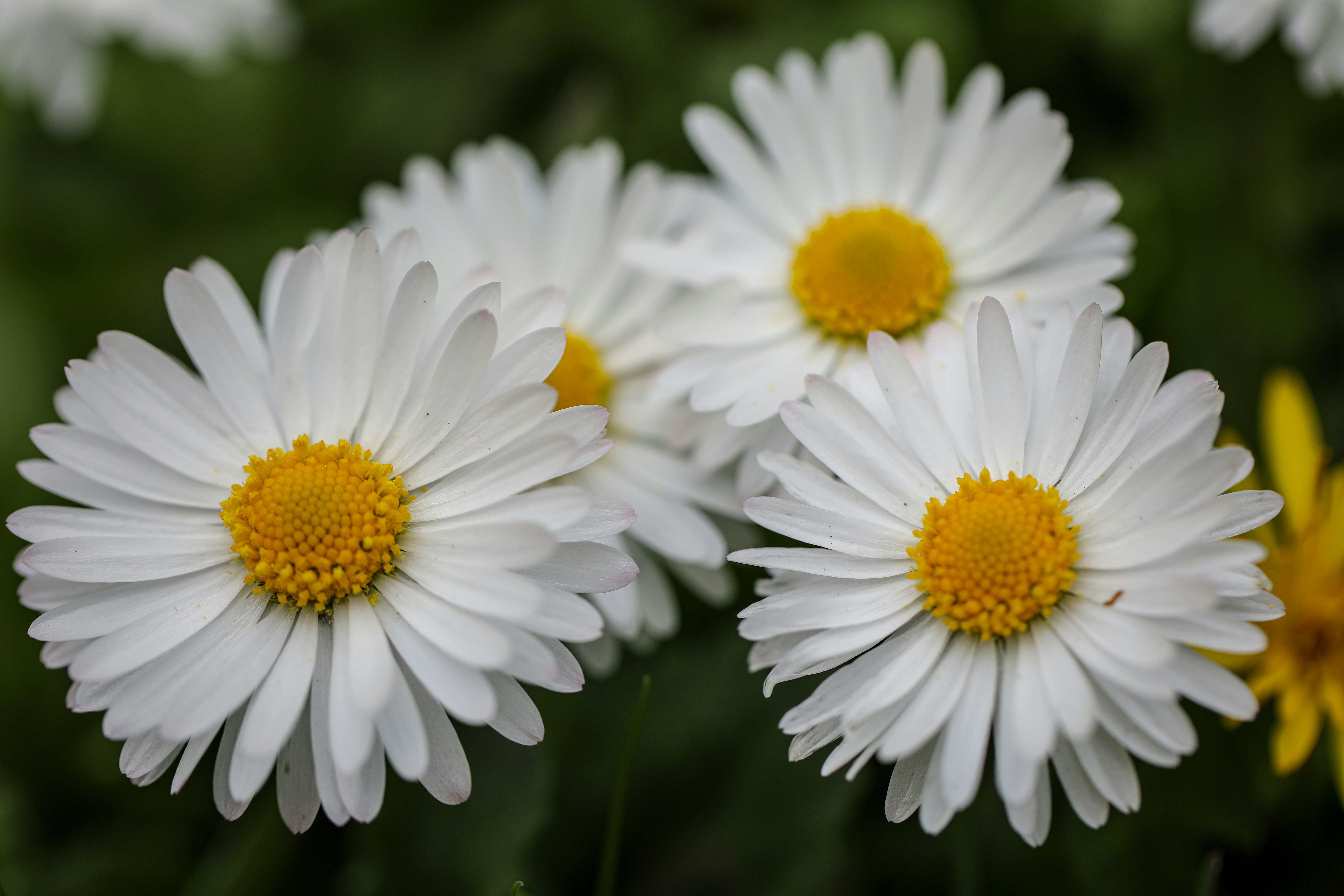 Photo by ovidiugruescu