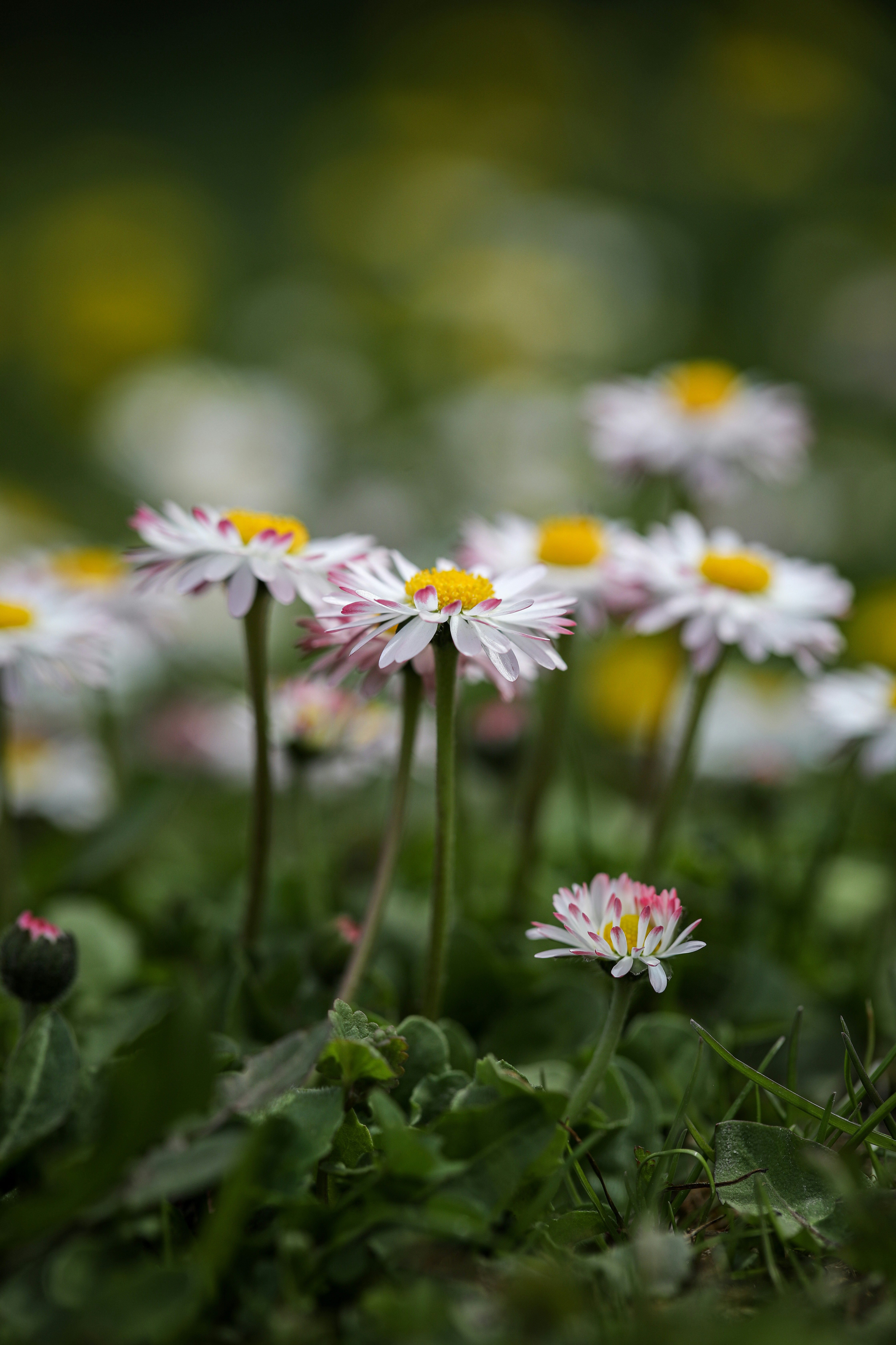 Photo by ovidiugruescu