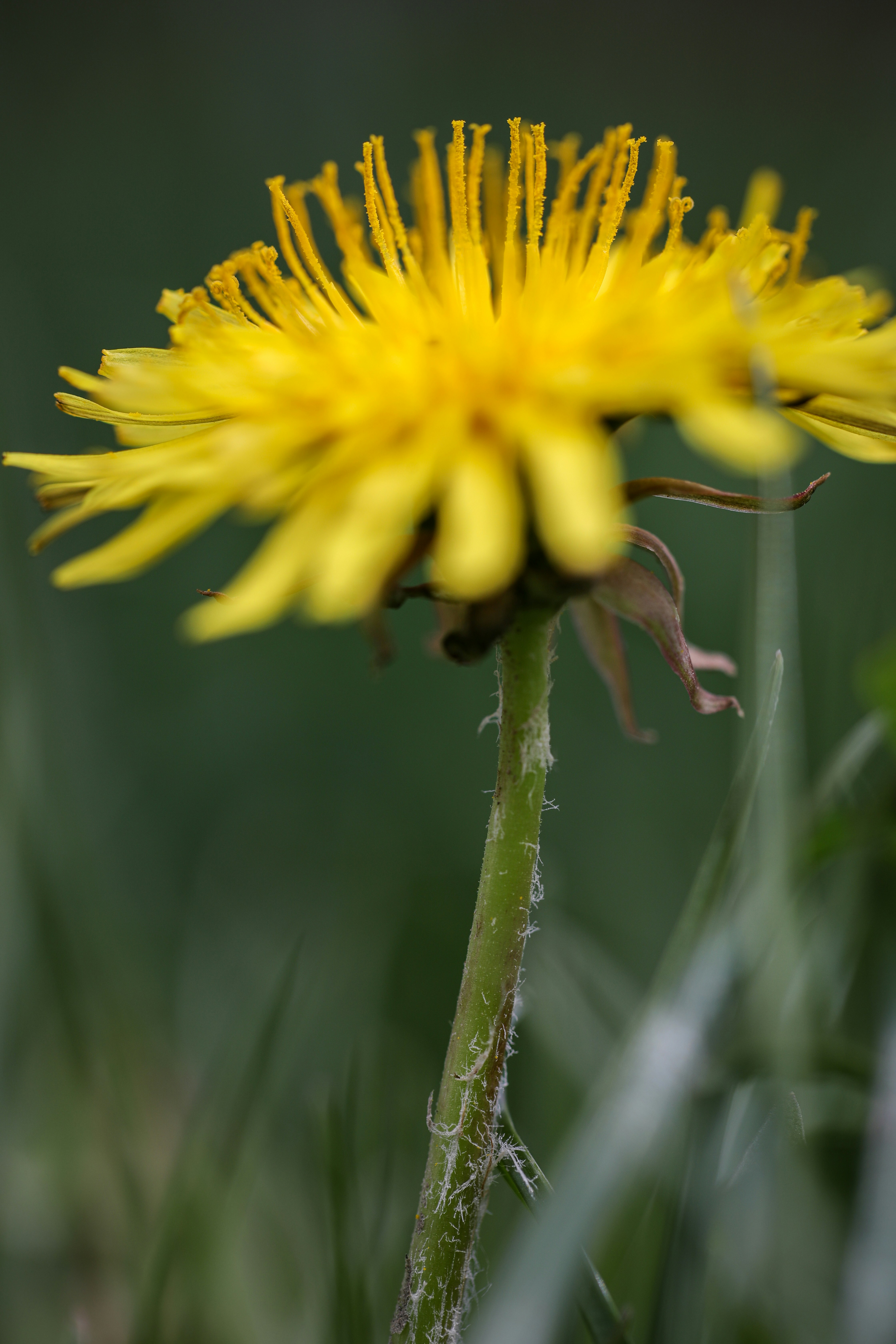 Photo by ovidiugruescu