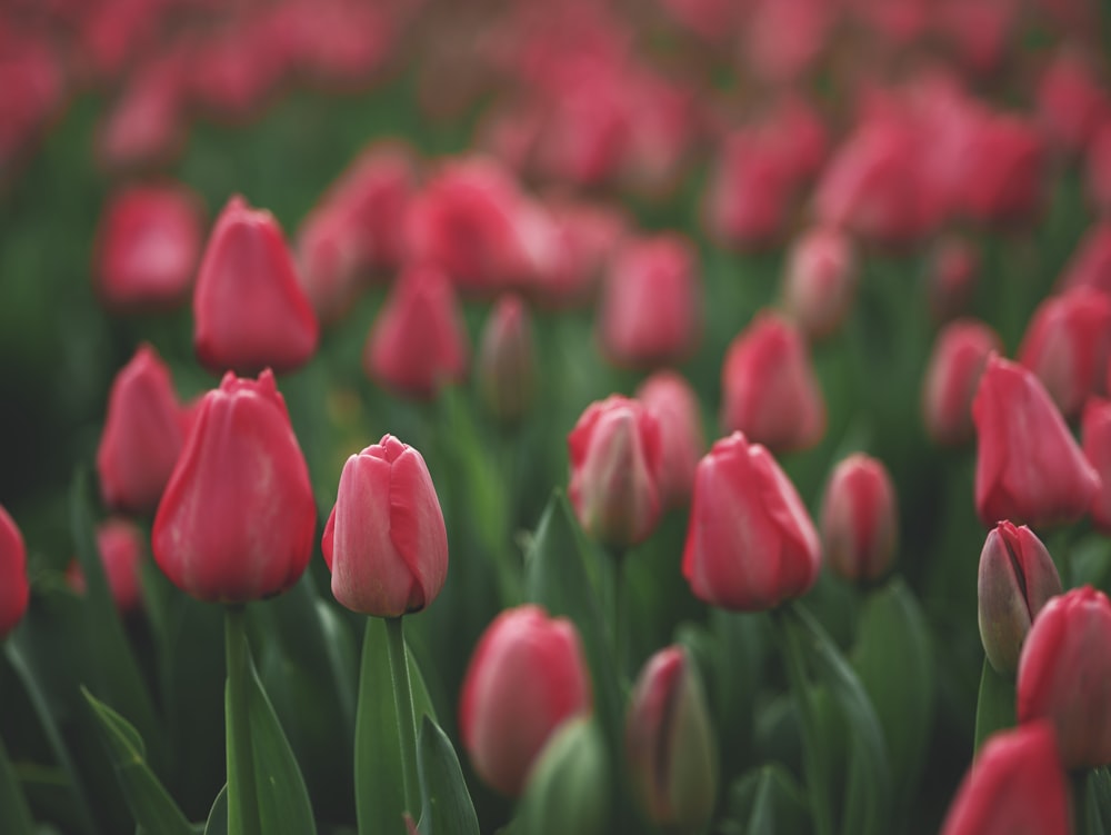 a field of red tulips with green leaves