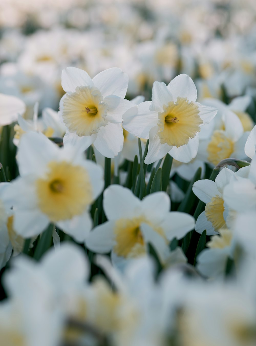 a bunch of white and yellow flowers in a field