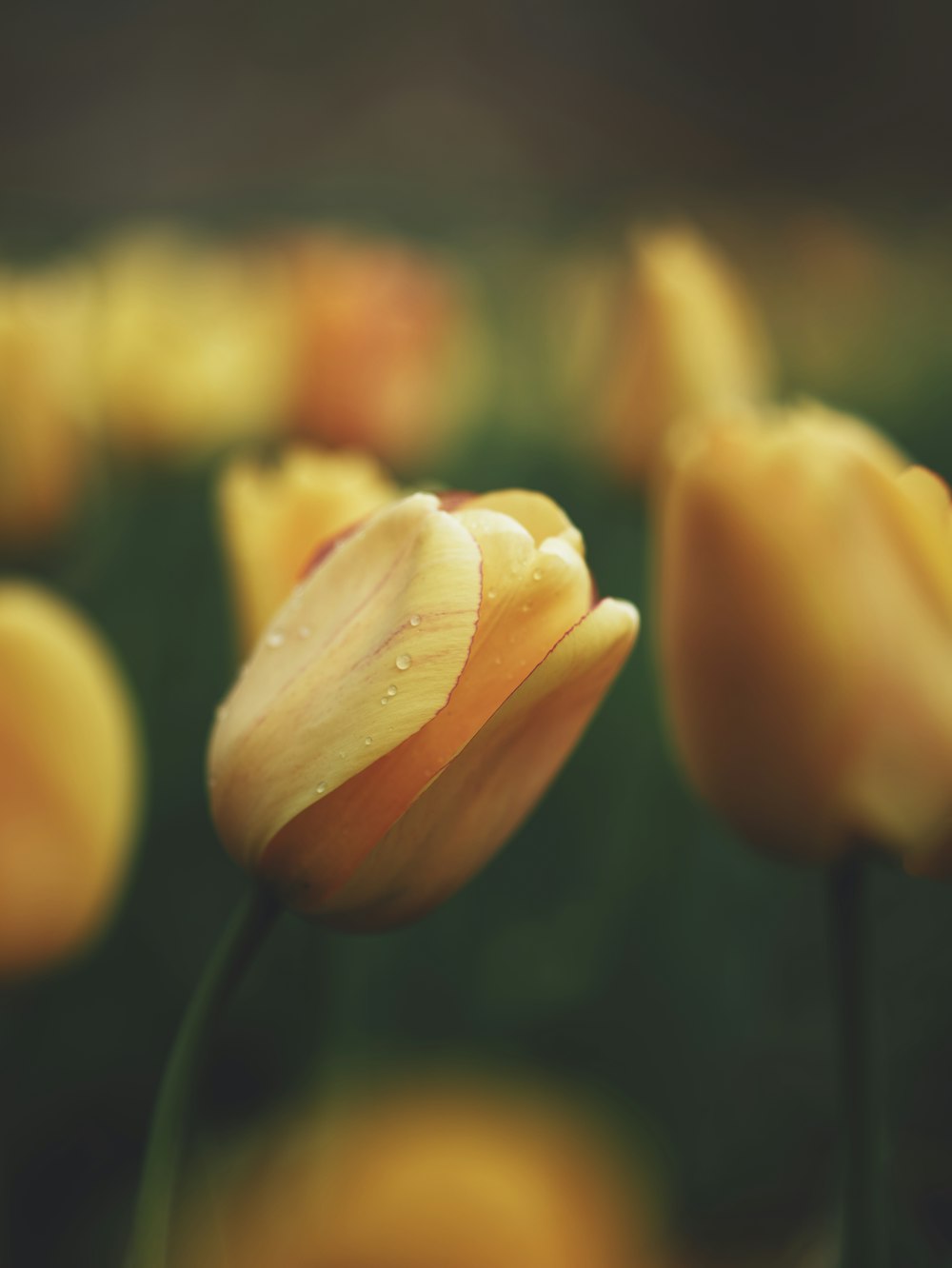 a group of yellow tulips with drops of water on them