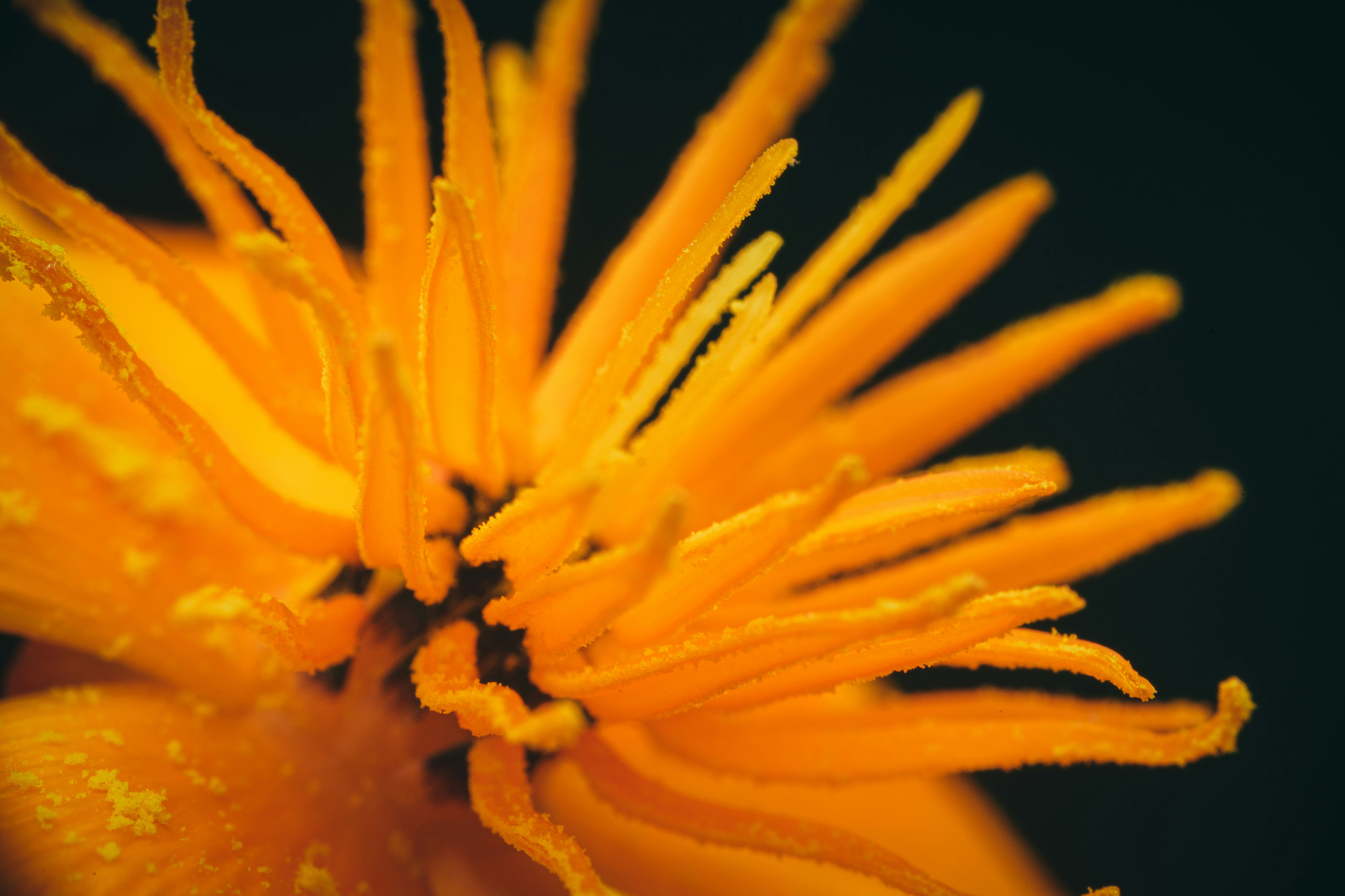 Photo by timothycdykes