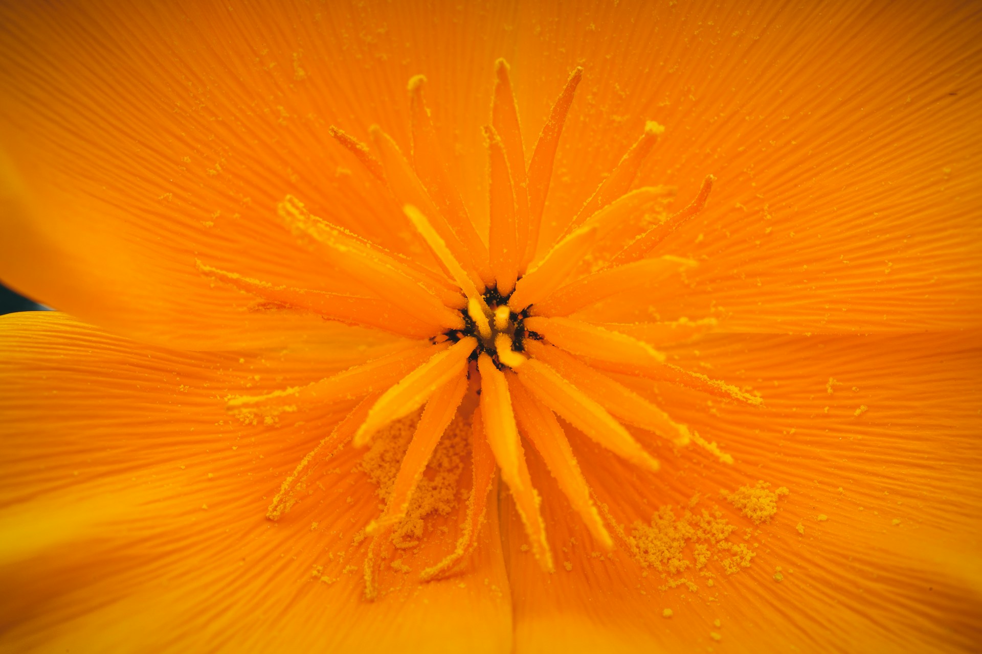 a close up of a yellow flower with drops of water on it