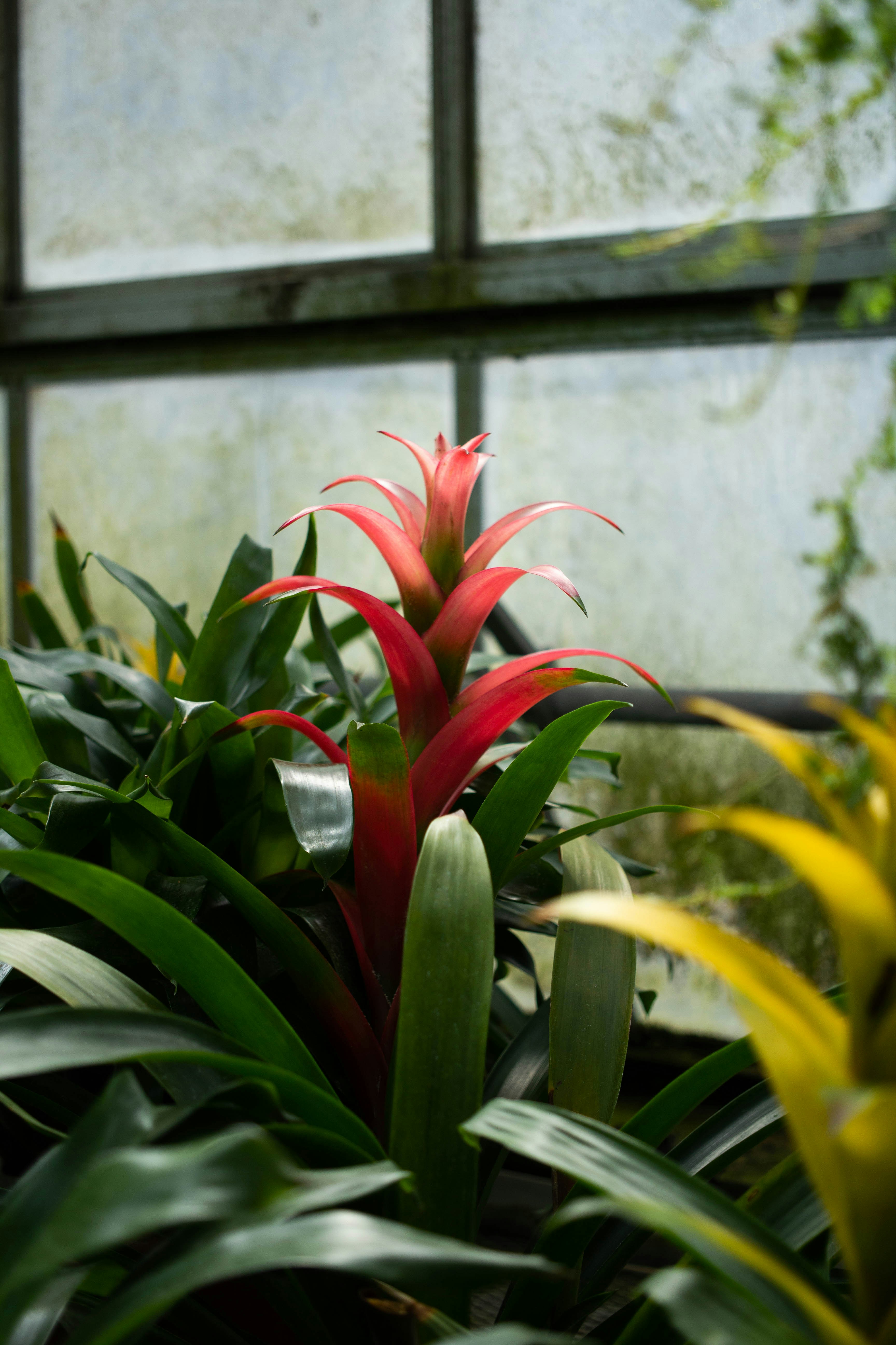 窓の前の赤と緑の植物
