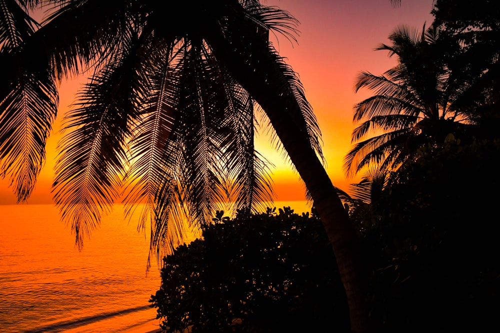 a palm tree is silhouetted against a sunset over the ocean