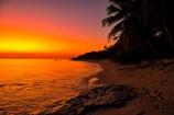 A vibrant beach sunset with calm waves and silhouetted palm trees.