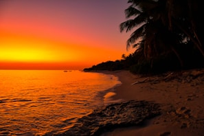 A vibrant beach sunset with calm waves and silhouetted palm trees.