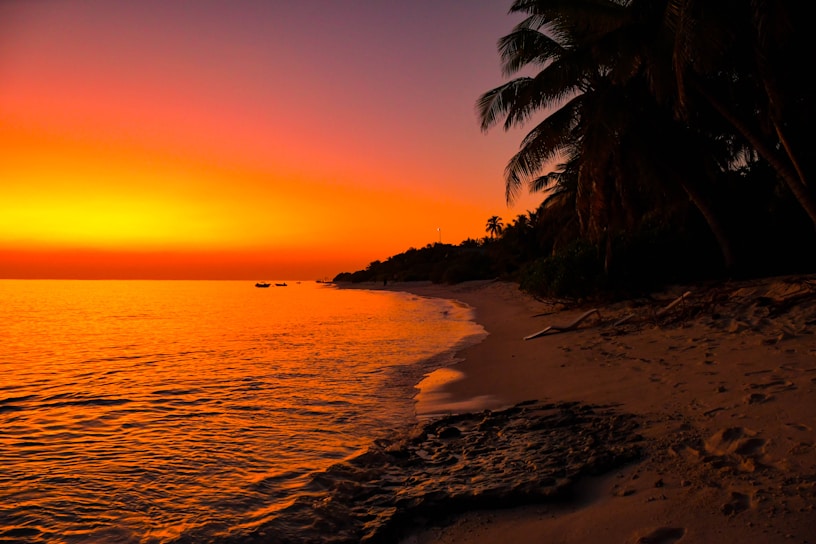 A serene beach at sunset with gentle waves and palm trees.