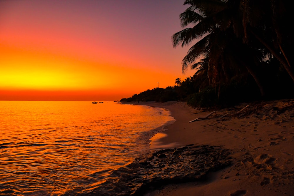 um pôr do sol em uma praia tropical com palmeiras