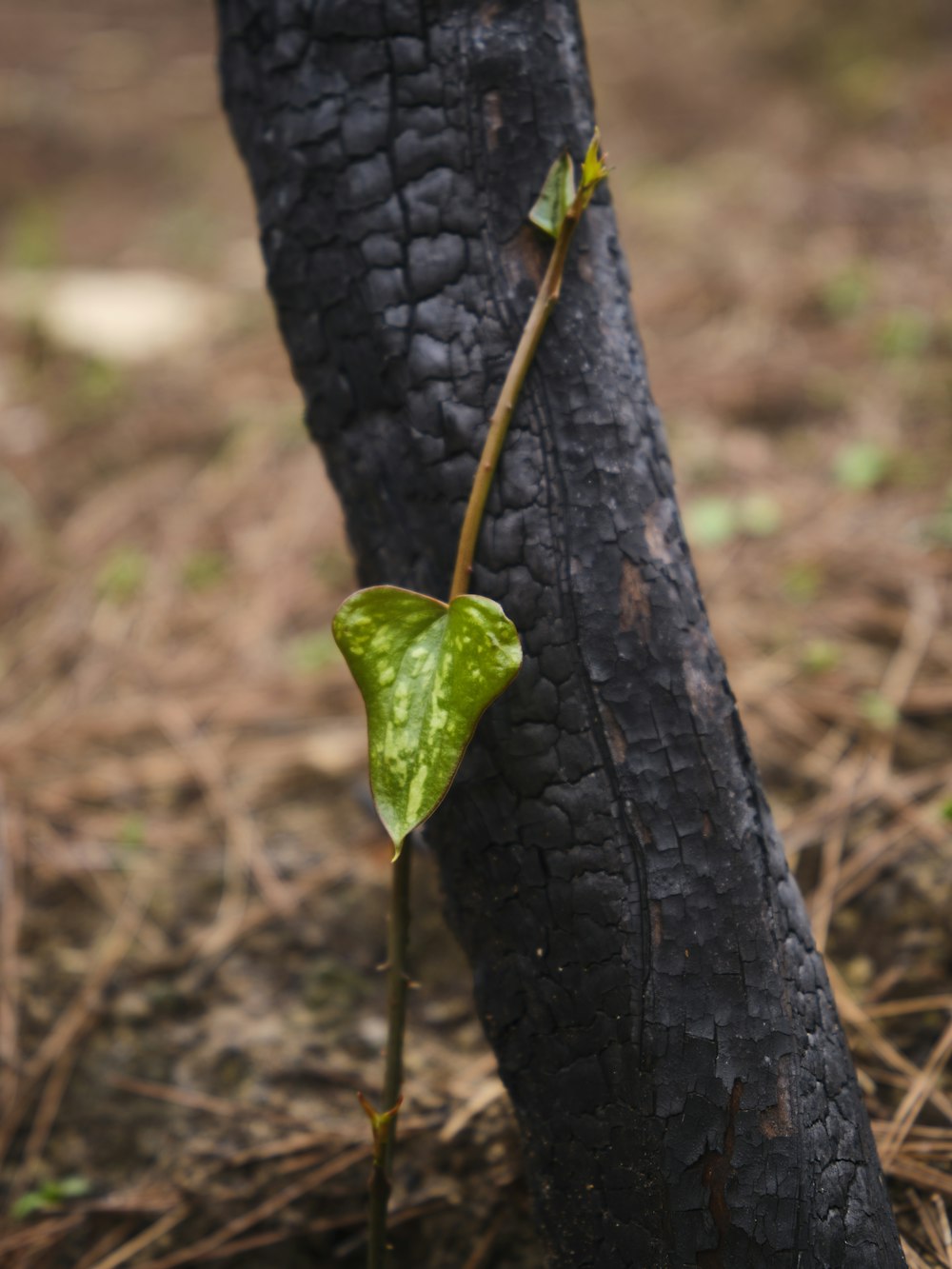 une plante poussant à partir d’une fissure dans un tronc d’arbre