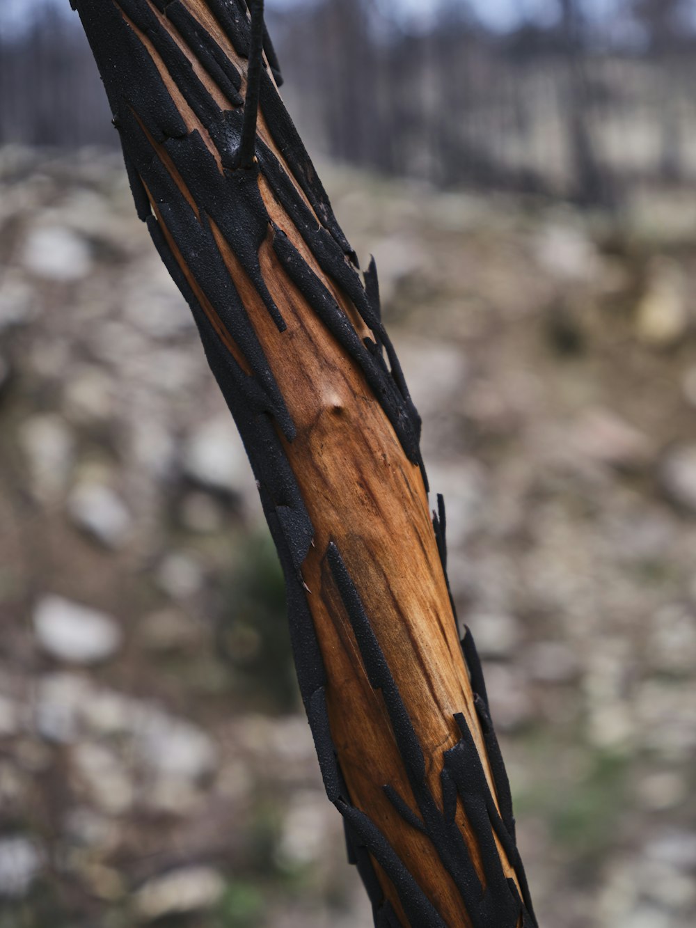 a close up of a tree trunk with a blurry background