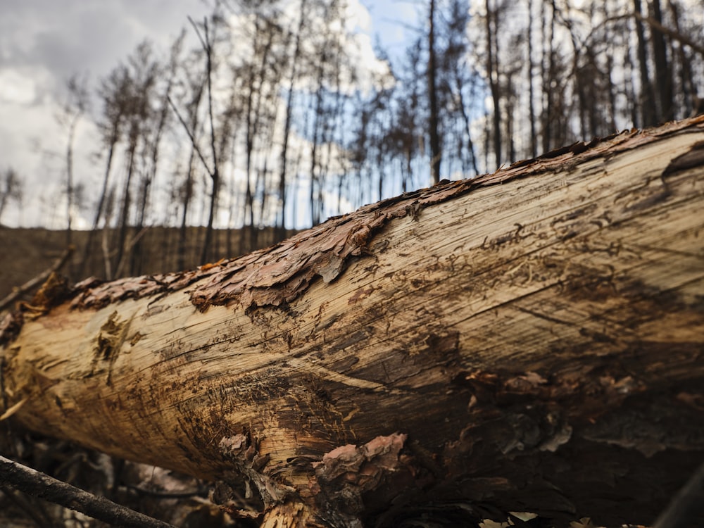 a tree that has been cut down in the woods