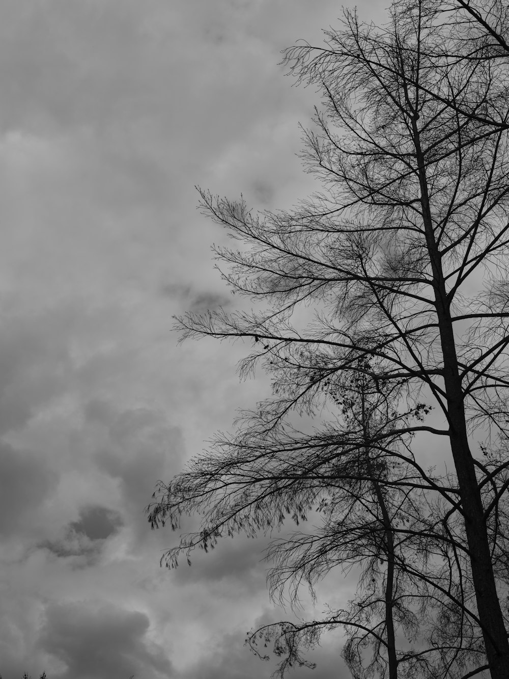 une photo en noir et blanc d’un arbre sans feuilles